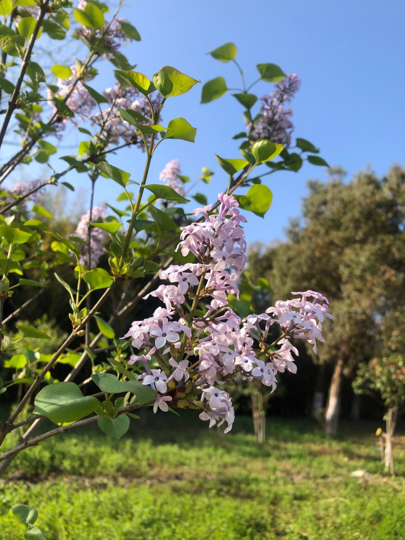 丁香花