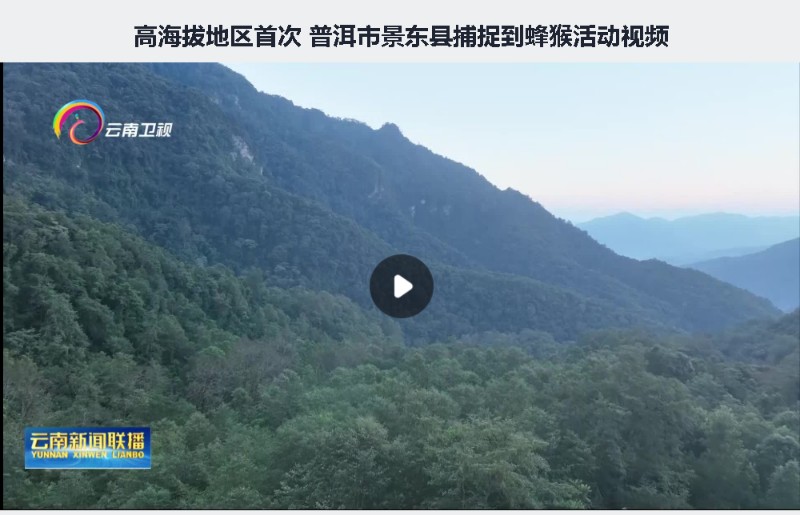 高海拔地区首次 普洱市景东县捕捉到蜂猴活动视频——云南新闻