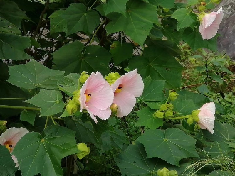 木芙蓉