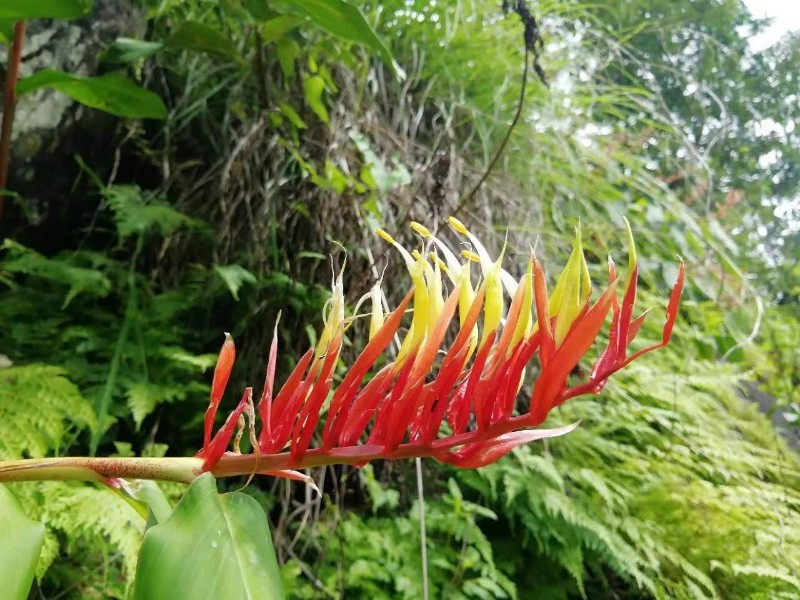 喙花姜2