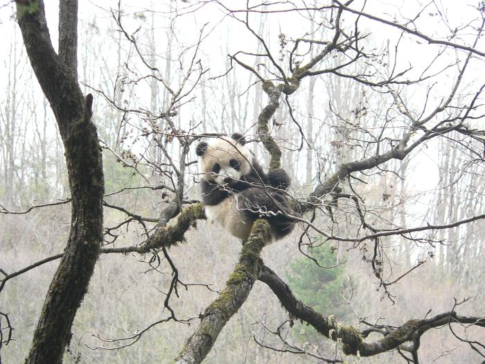 說(shuō)明: http://www.forestry.gov.cn/html/main/main_5484/20180913132429451394712/20180913133022376571909_1.jpg