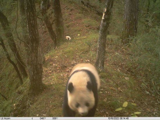 2只大熊猫经过红外相机镜头前。陕西佛坪国家级自然保护区供图