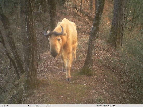 1只羚牛经过红外相机镜头前。陕西佛坪国家级自然保护区供图