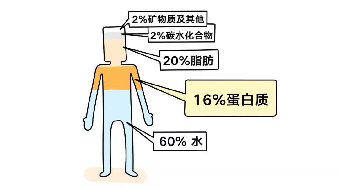 蛋白质大全,教你5分钟认清它们的优劣