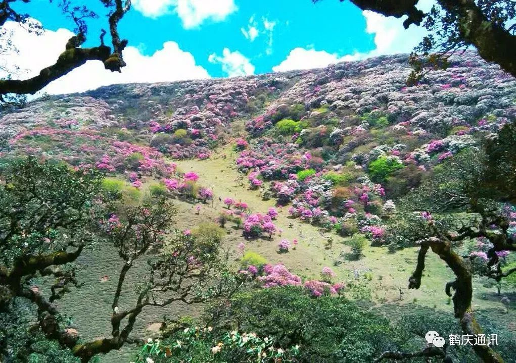 鹤庆马耳山天池杜鹃尽妖娆