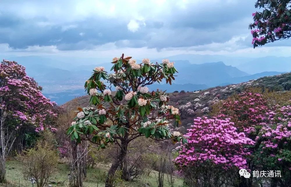 鹤庆马耳山,天池杜鹃尽妖娆