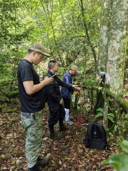 深山寻“宝”——湖北大老岭国家级自然保护区古树名木普查一线纪实.docx