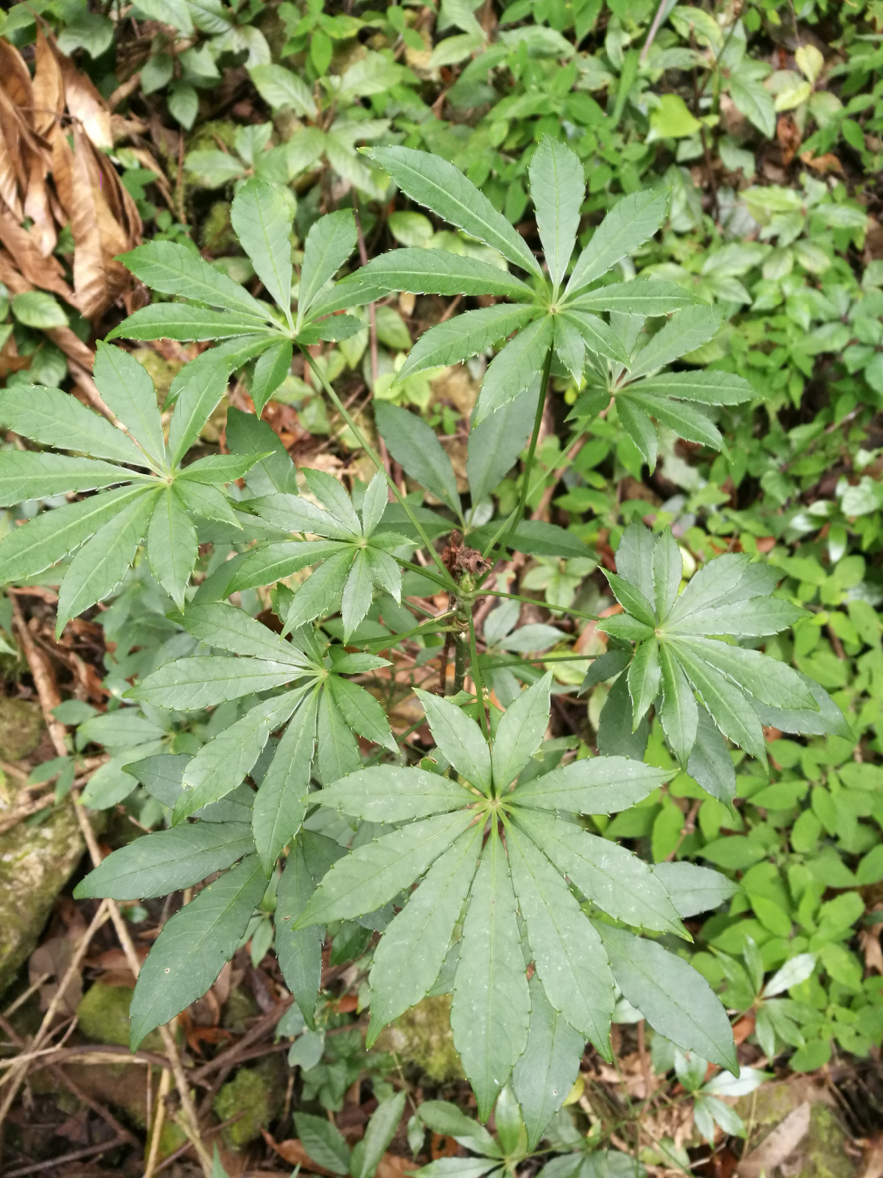 后河 短梗大参