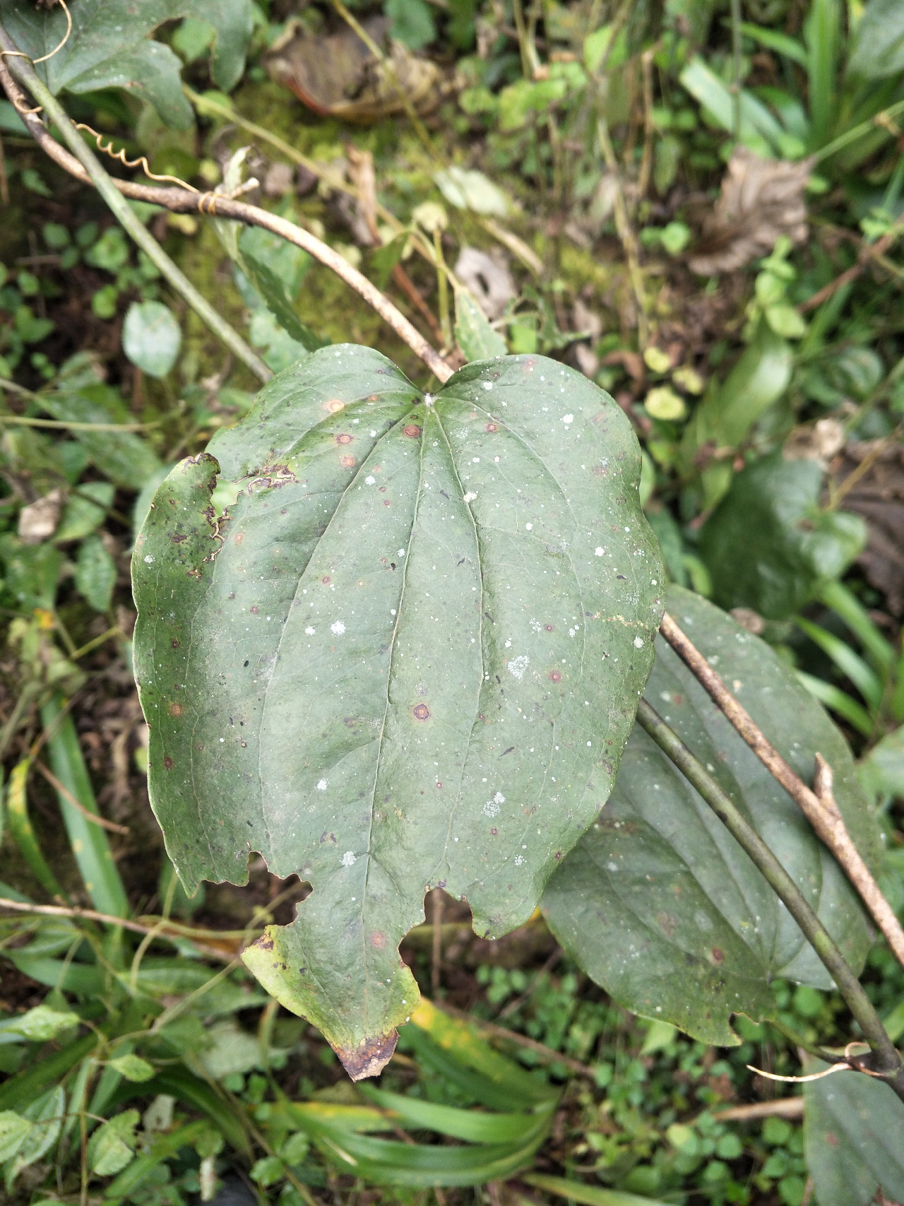 后河 肖菝葜