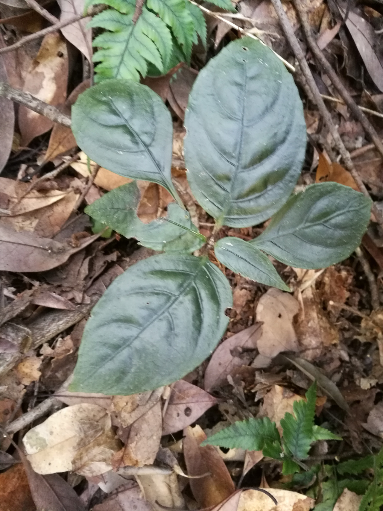 后河 降龙草