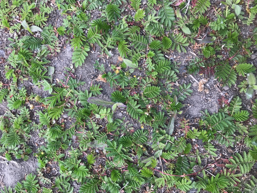 蕨麻-六盘山药用植物-图片