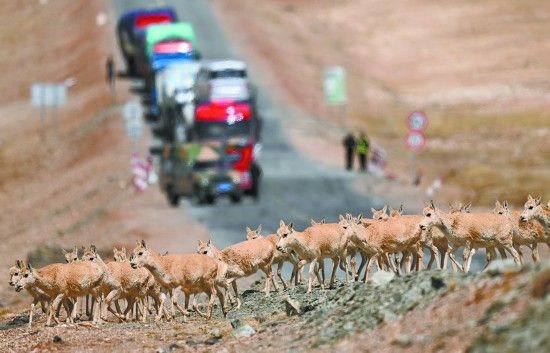 目前雌性藏羚羊在青海可可西里迁徙产仔进入高峰期。 新华社记者 张宏祥摄