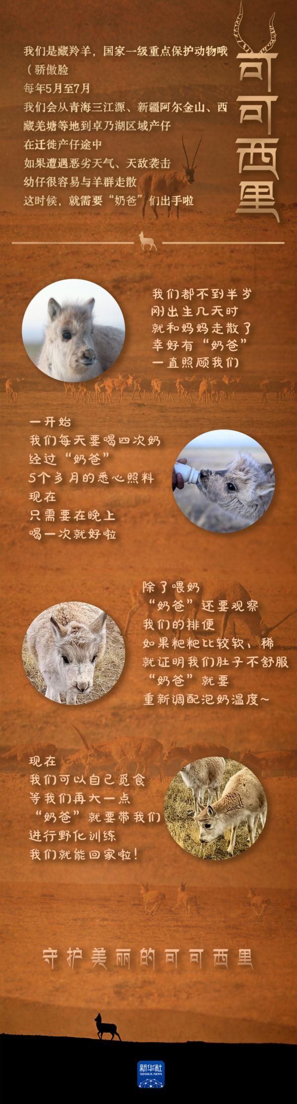 藏羚羊“奶爸”的新年愿望