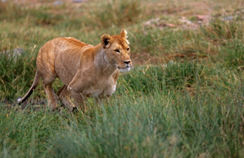 《出击》非洲狮，2017年5月摄，坦桑尼亚，俞肖剑