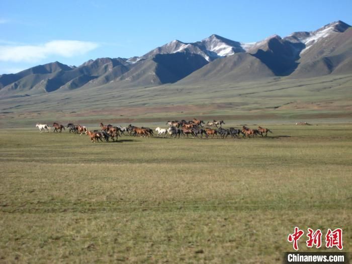 图为骏马在祁连山下奔跑。(资料图) 受访者供图