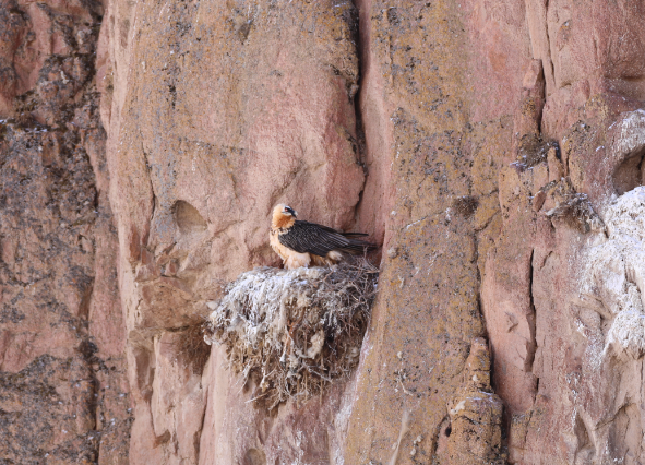 盐池湾管护中心拍到胡兀鹫孵蛋的珍贵画面1.png