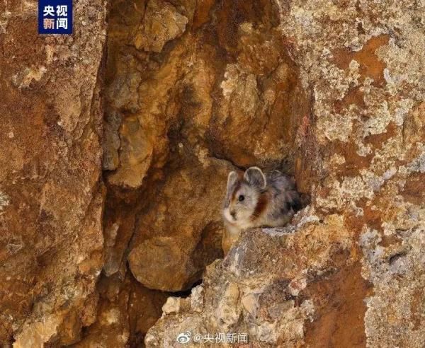 比大熊貓還稀少！伊犁鼠兔再被拍到，“食譜”看呆網友