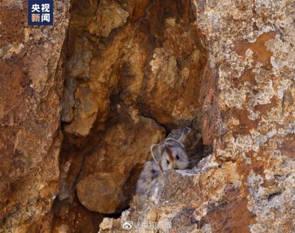 比大熊猫还稀少！伊犁鼠兔再被拍到，“食谱”看呆网友