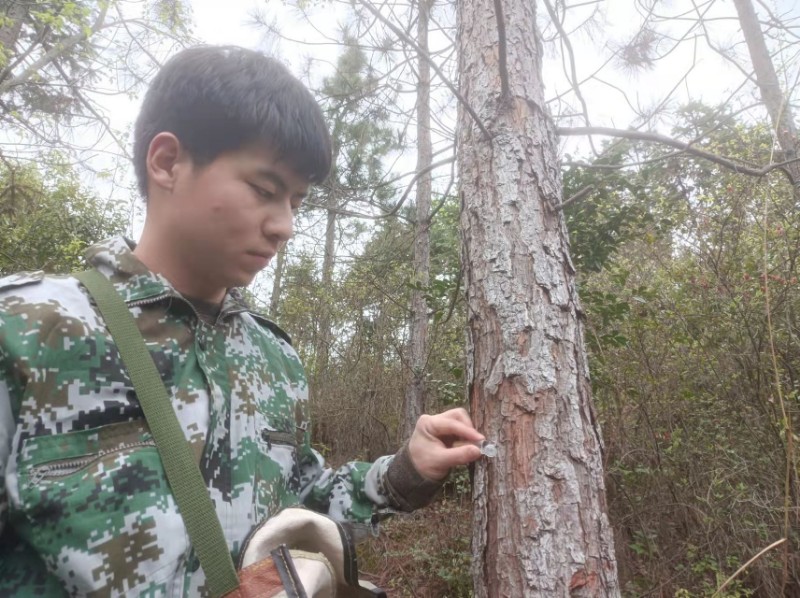 为遏制松材线虫病的传播蔓延,修水县林业局积极采取措施,加强对松材