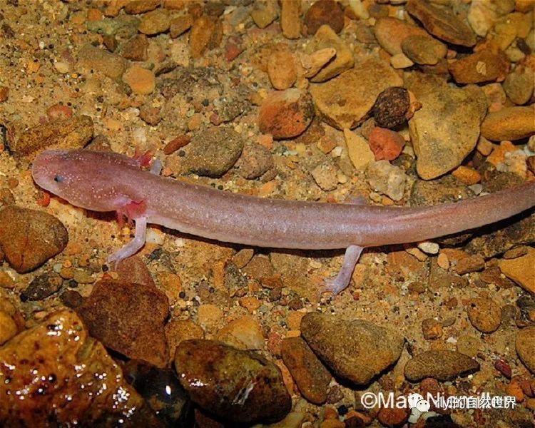 今日--田纳西洞螈(tennessee cave salamander)