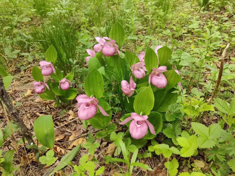 国家一级濒危野生植物—大花杓兰