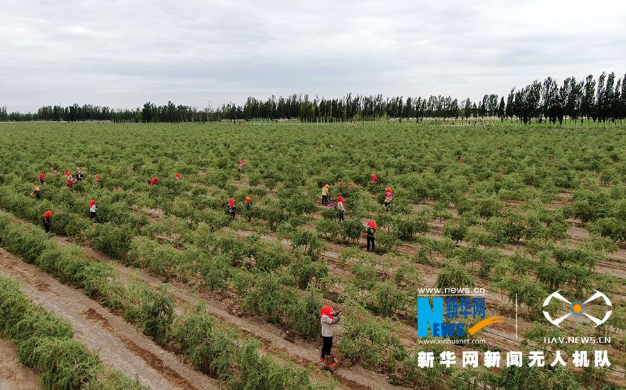 图为宁夏百瑞源贺兰山枸杞种植基地.