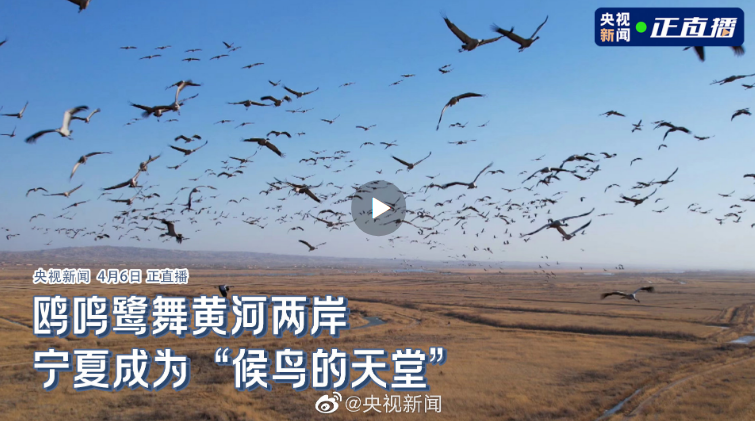 央视新闻:数十万只候鸟春季迁徙 - 关注森林