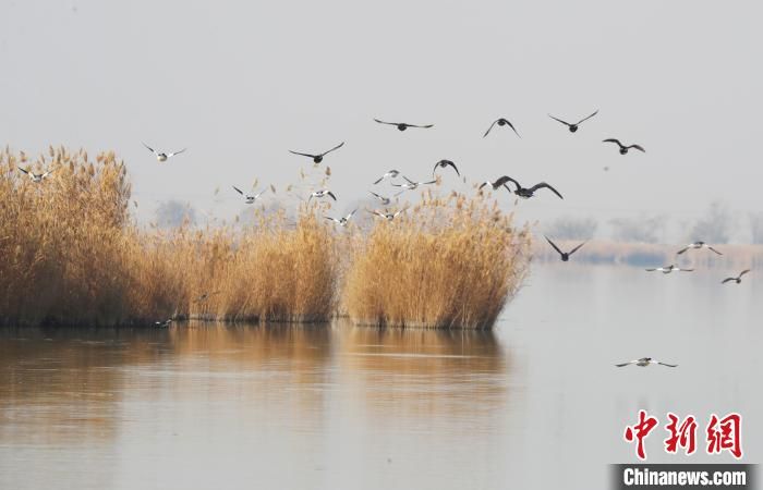 在宁夏沙湖景区越冬的候鸟。　于晶 摄