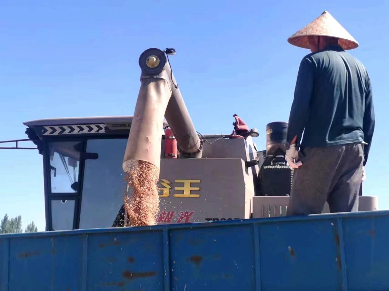 小麦喜开镰 农民迎丰收 - 关注森林