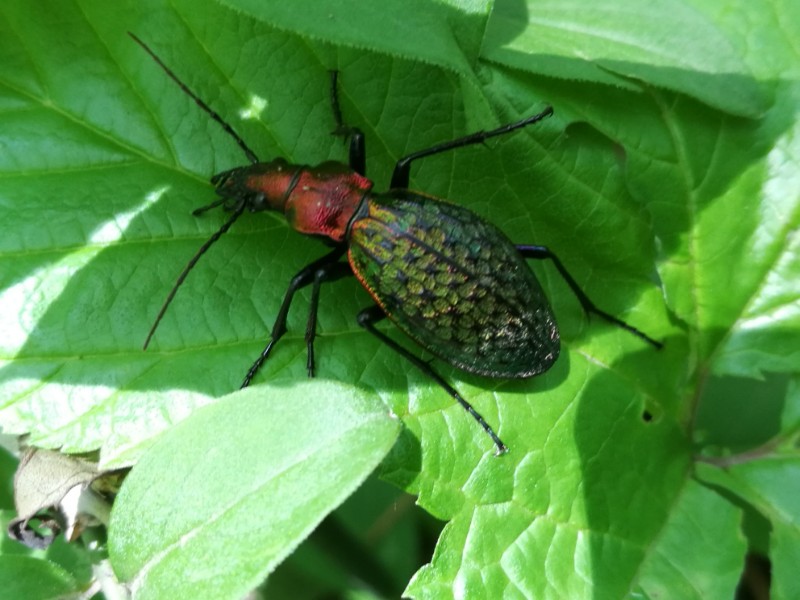 摄影 > 正文  拉步甲(学名:carabus lafossei),属昆虫纲鞘翅目步甲科