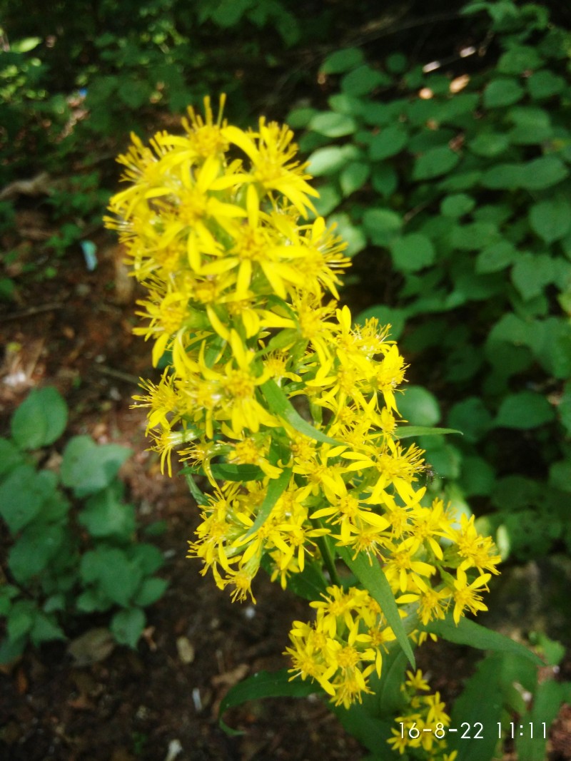 日月峡植物毛果一枝黄花