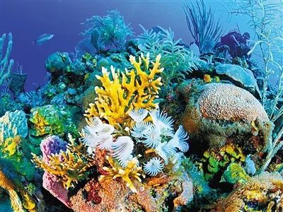 国家公园环球行最美珊瑚礁拉斯穆罕默德