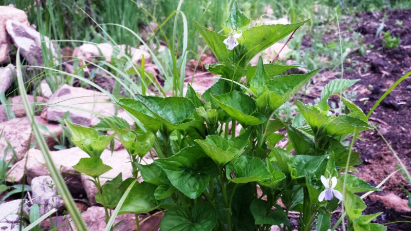 日月峡植物--鸡腿堇菜