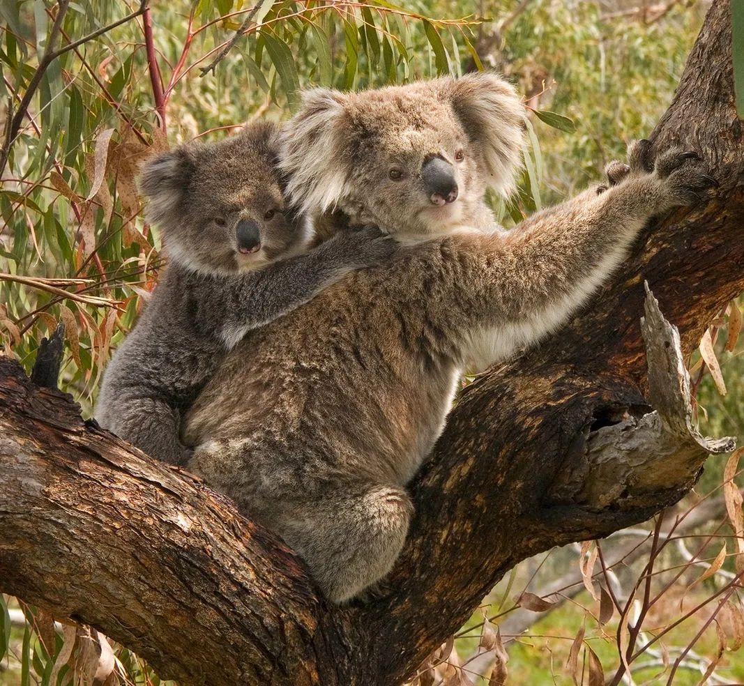 树袋熊——桉树上的超萌国宝丨动物伙伴