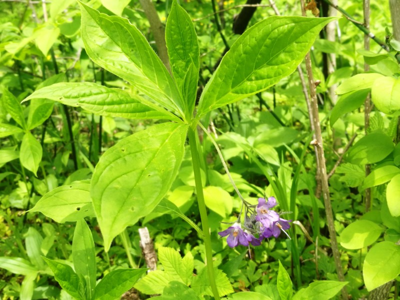 日月峡植物--山茄子