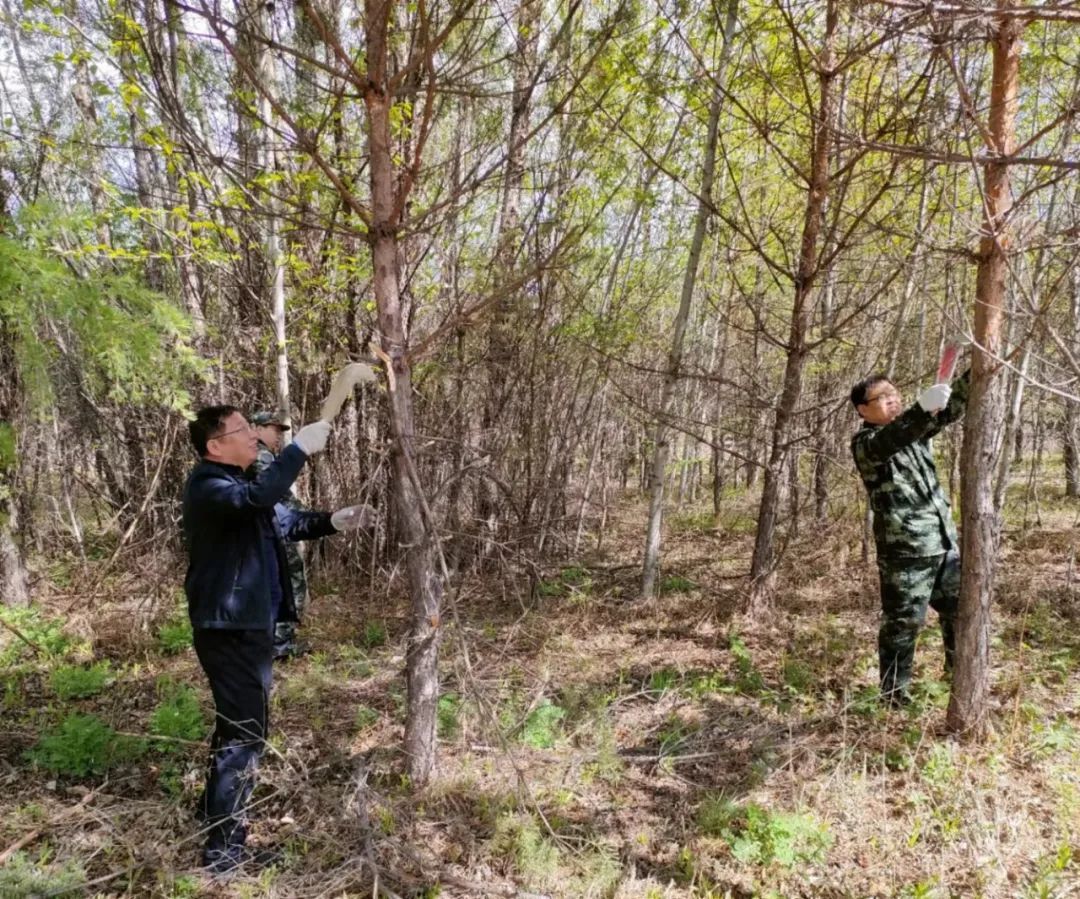 呼中区林草局开展互联网＋全民义务植树抚育尽责活动 - 关注森林