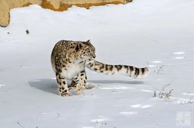 新疆天山的雪豹.摄影/马鸣 马尧