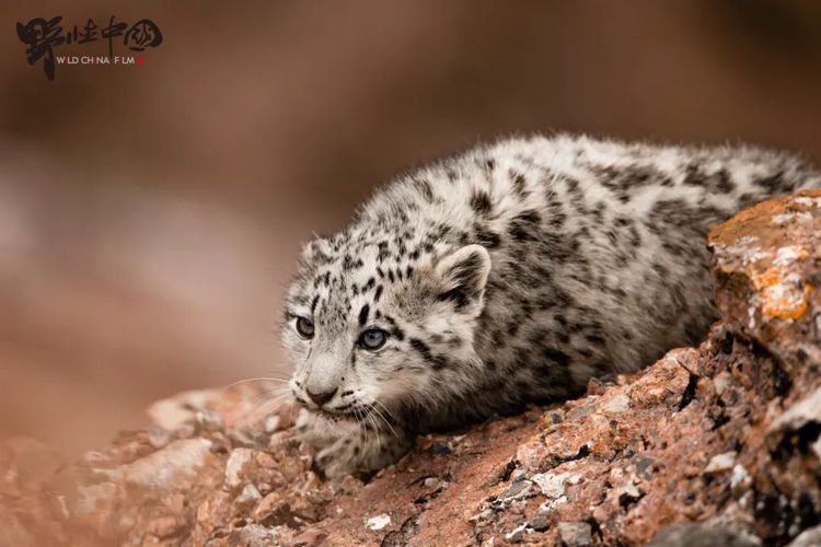 昂赛的雪豹幼崽，拍摄者：次丁。
