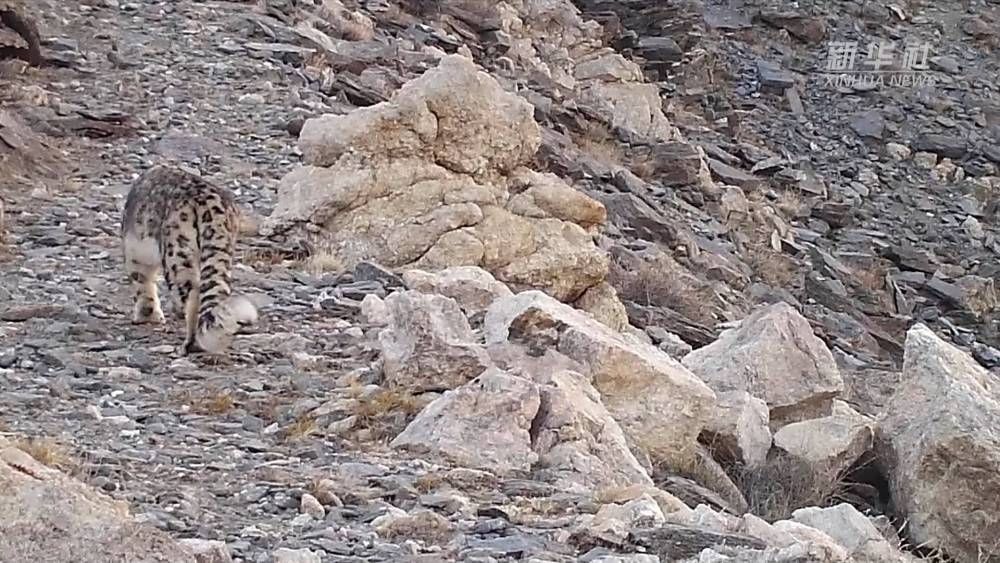 新疆阿勒泰市首次拍摄到雪豹踪迹