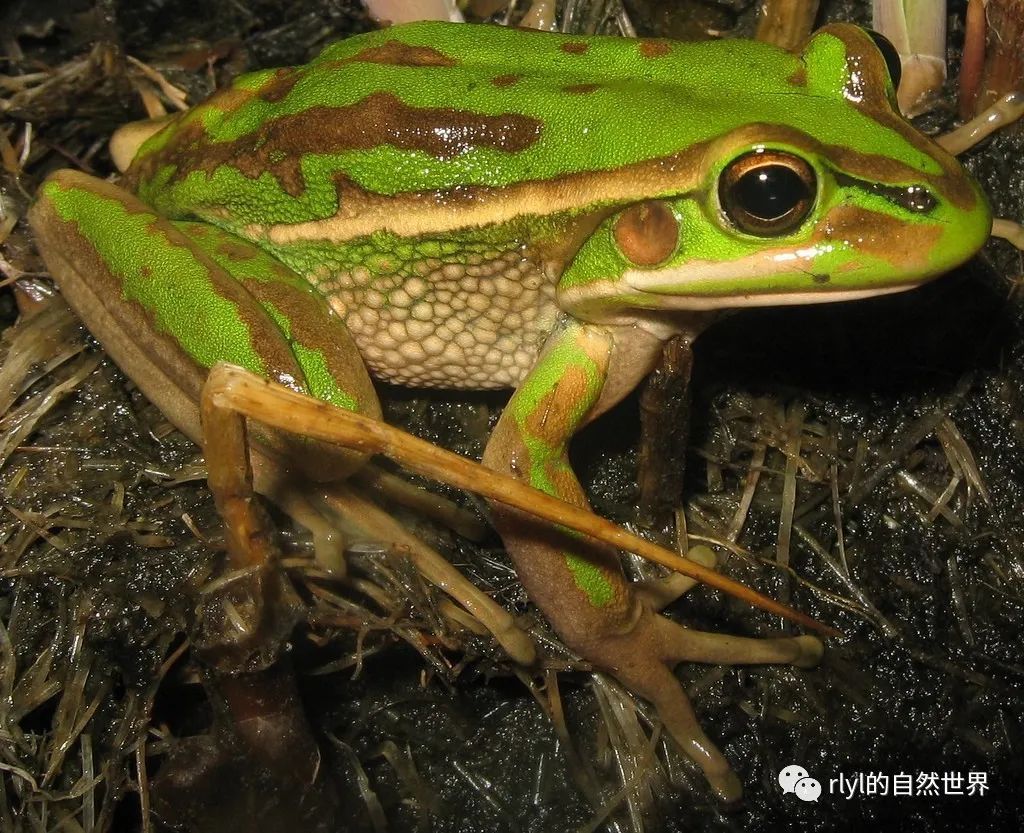 【rlyl物种说】今日--绿纹树蛙(green and golden bell frog)