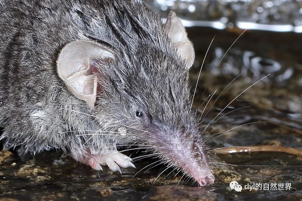 今日灰麝鼩67asiangrayshrew