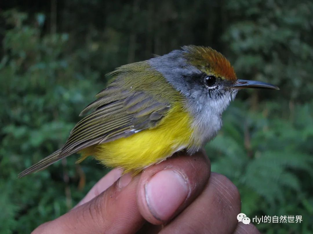 今日--金头缝叶莺(mountain tailorbird)