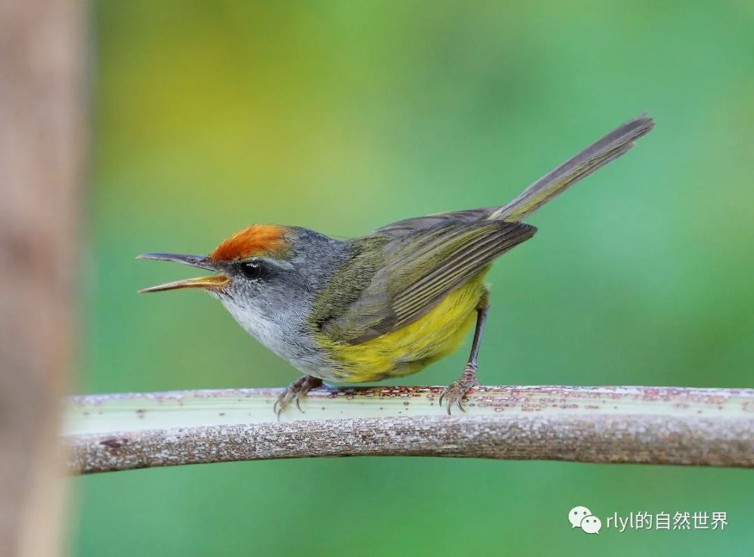 今日-金头缝叶莺(mountain tailorbird)