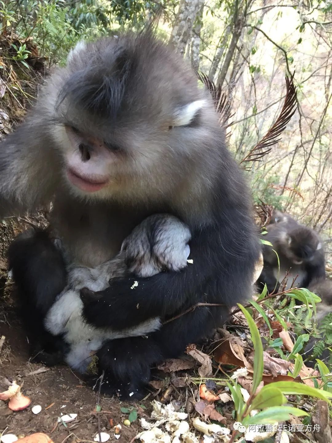 第四只!2020年3月3日,帅哥家庭之母猴零甲诞下一只婴猴.