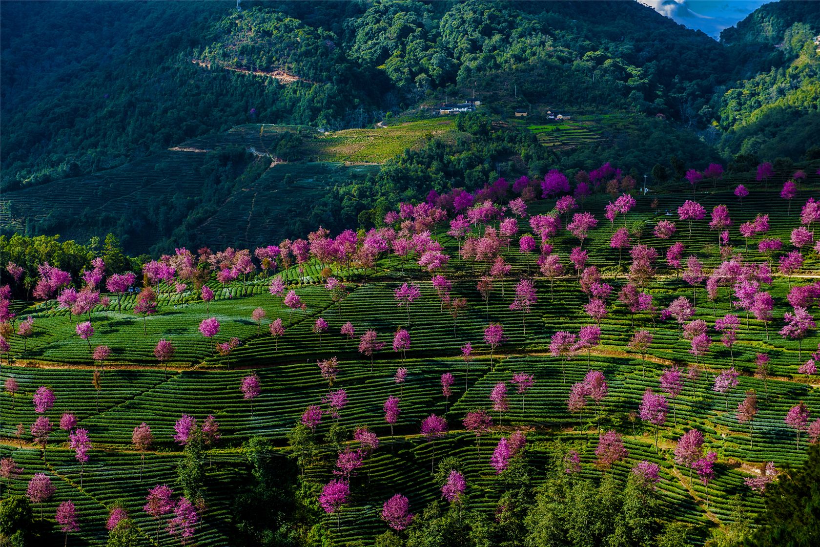 【冬日樱花盛开的地方------云南南涧县无量山摄影图片】风光摄影_万钧富_太平洋电脑网摄影部落