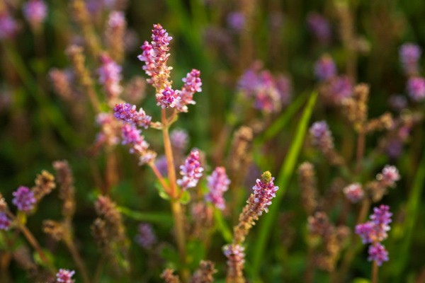 圆叶节节菜.1