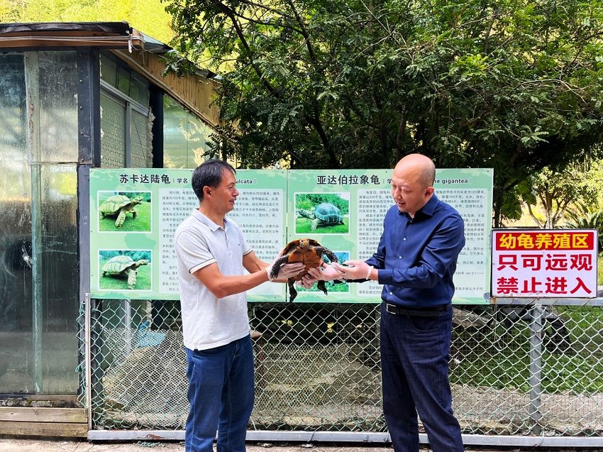 凹甲陆龟到达红河州陆生龟类野生动物专项救助站。