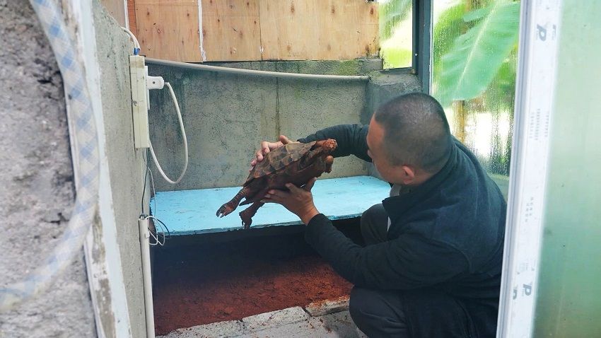 红河州陆生龟类野生动物专项救助站工作人员对凹甲陆龟进行检查。