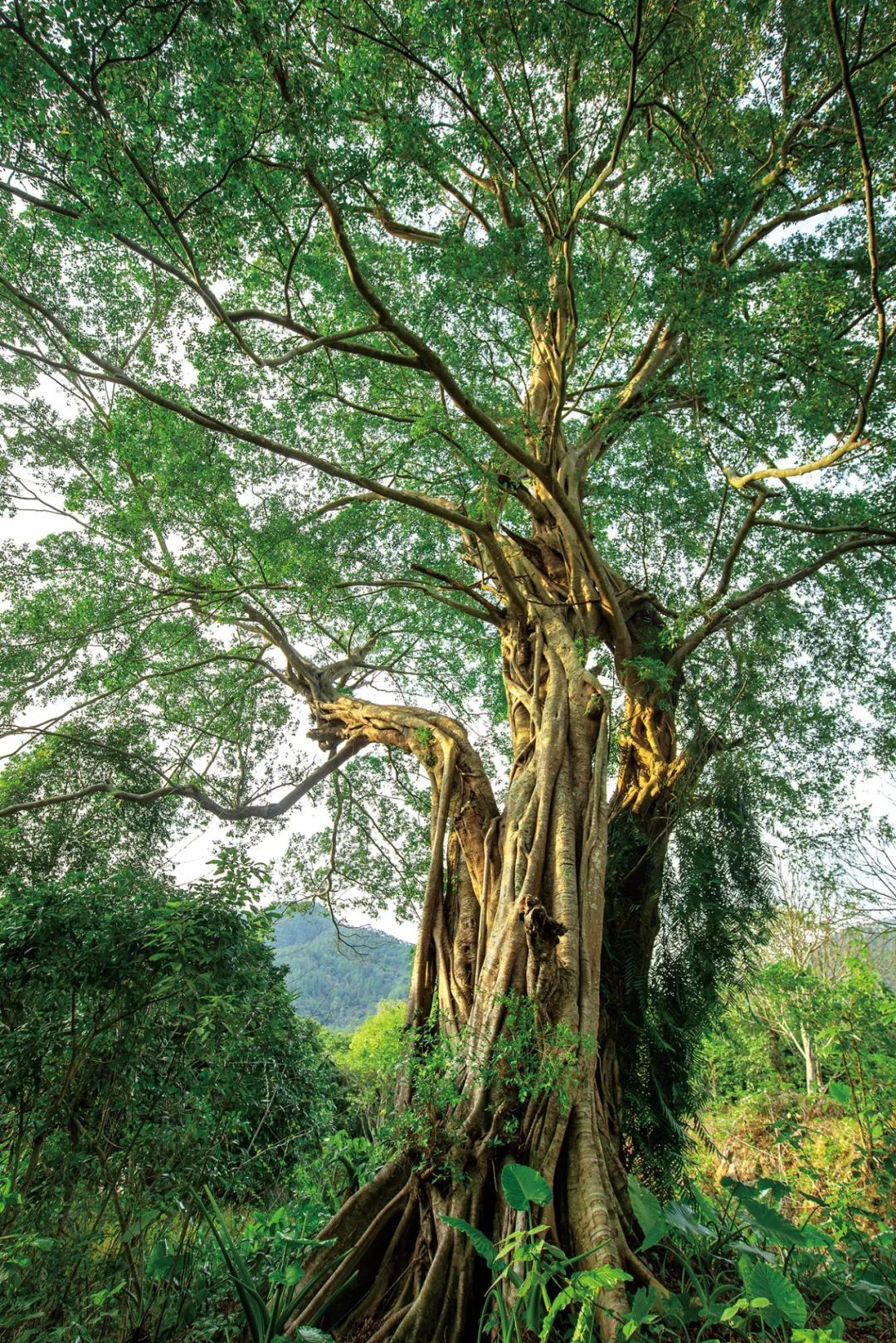 最美古树名木：重阳木身上长朴树 - 古树哲学 - 古树知识 - 天下古树网