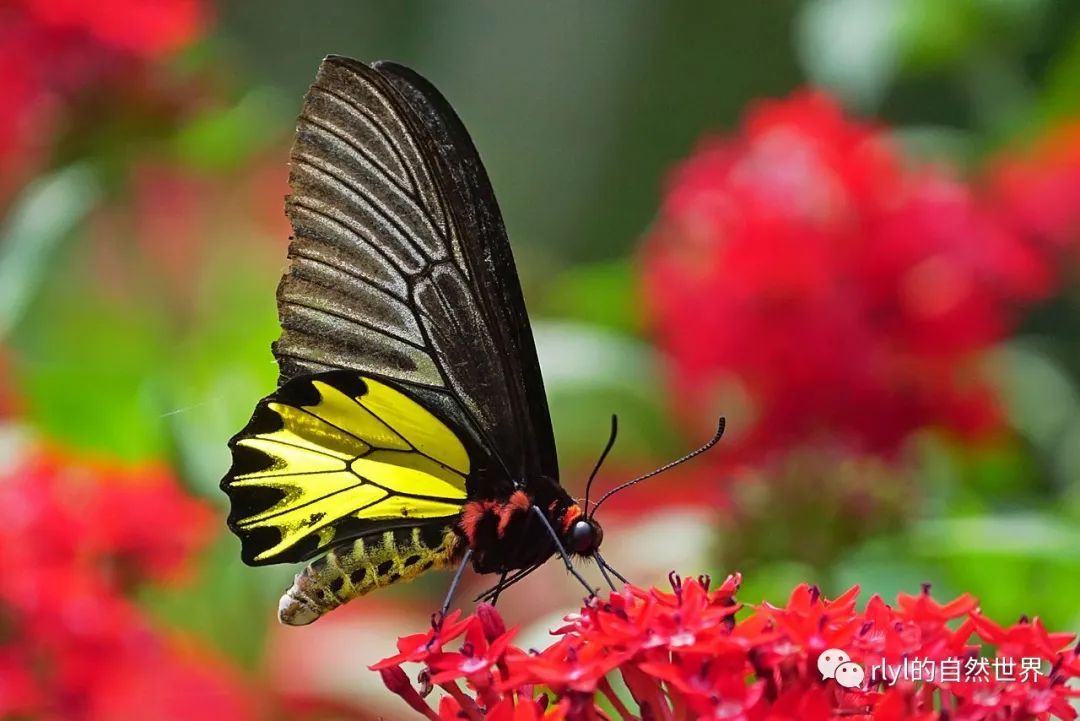 今日--金裳凤蝶(golden birdwing)